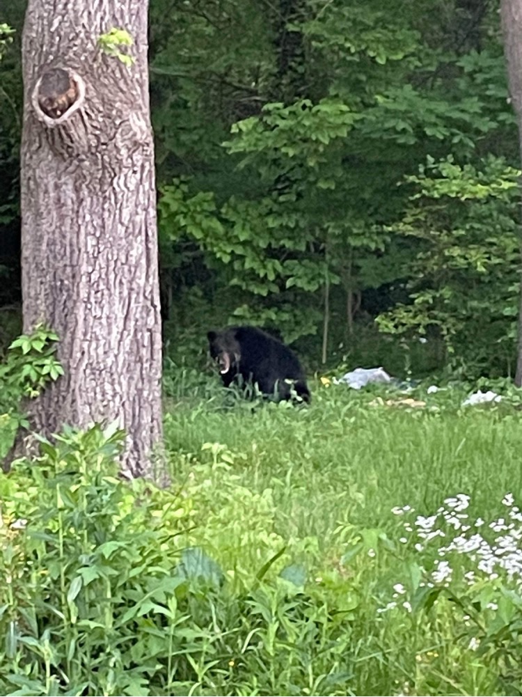 Blue Ridge Parkway South (Asheville to Cherokee) Self-Guided GPS Tour