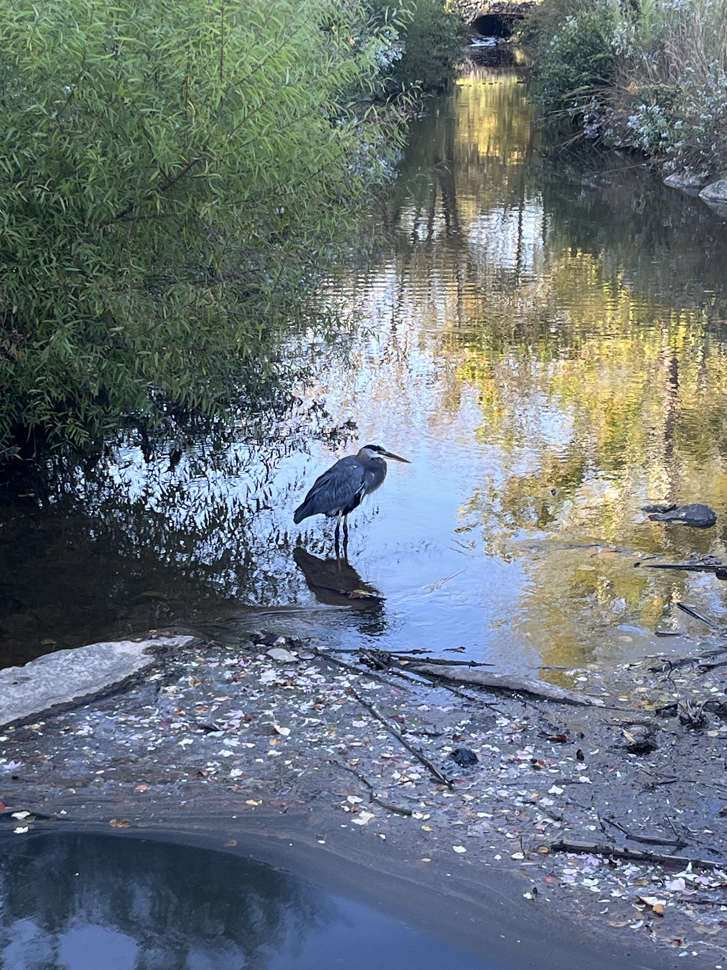 WNC Spring Break on a Budget: Black Mountain, NC